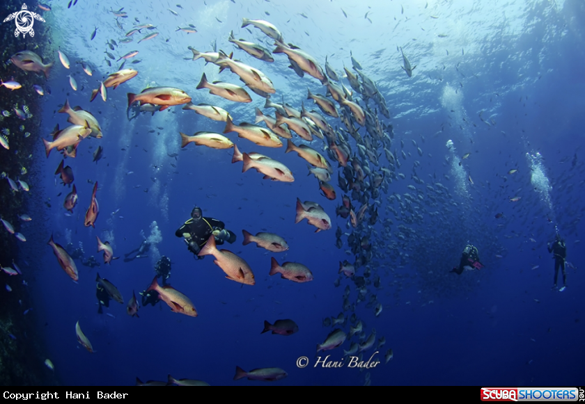 A Redsnapper