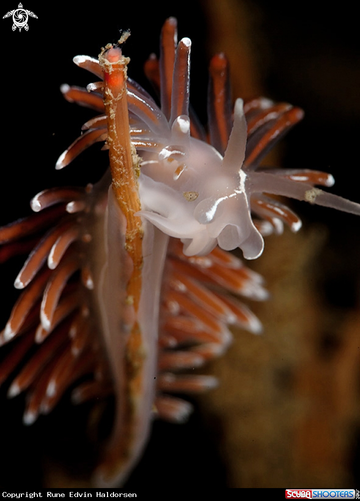 A Flabelina lineata