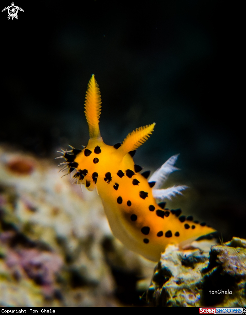 A Nudibranch