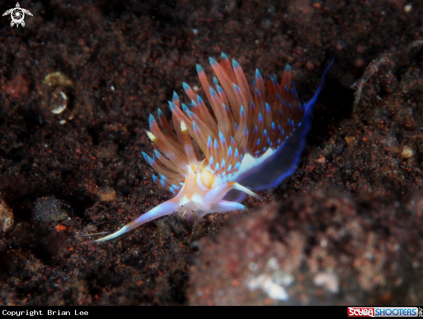 A Nudi