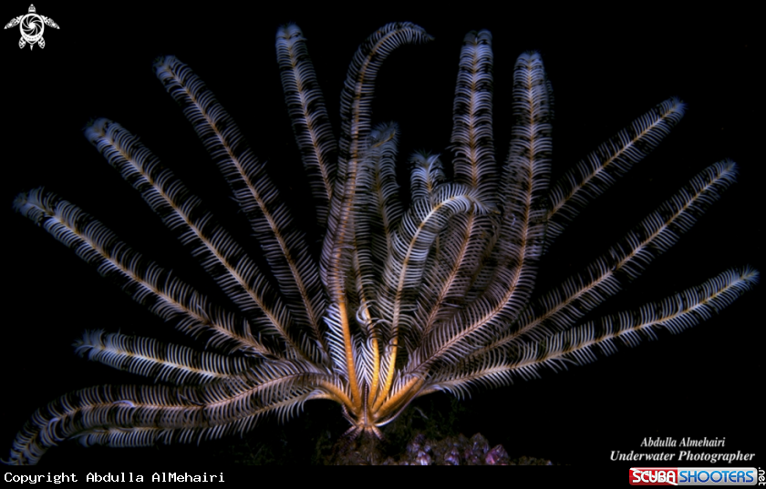 A Feather Star