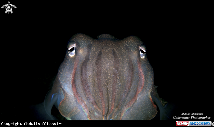 A Cuttlefish