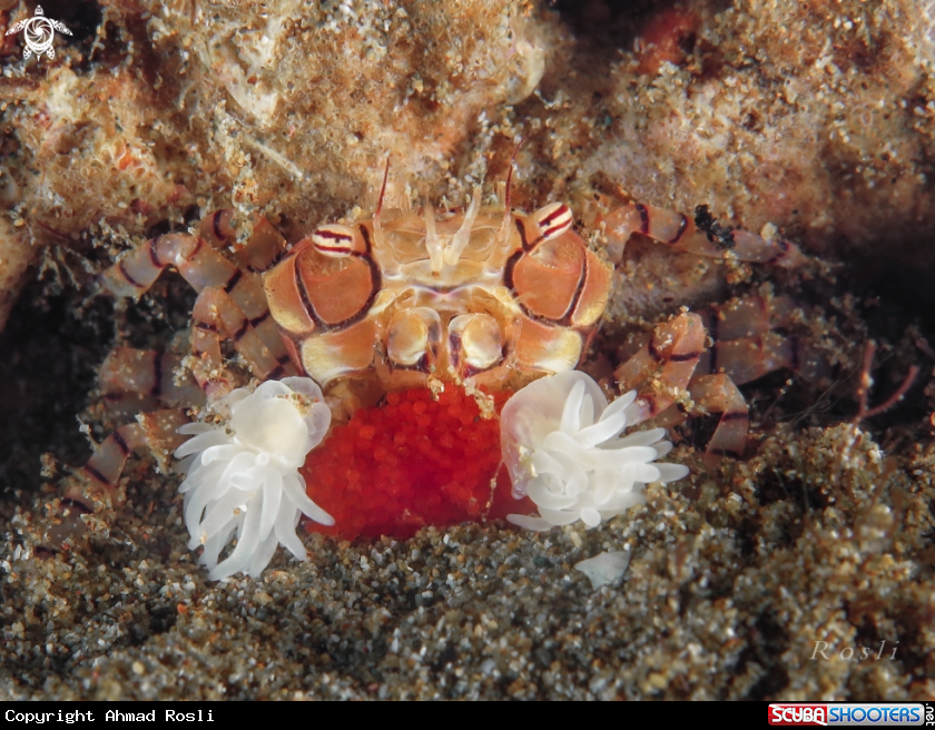 A Pom Pom Crab