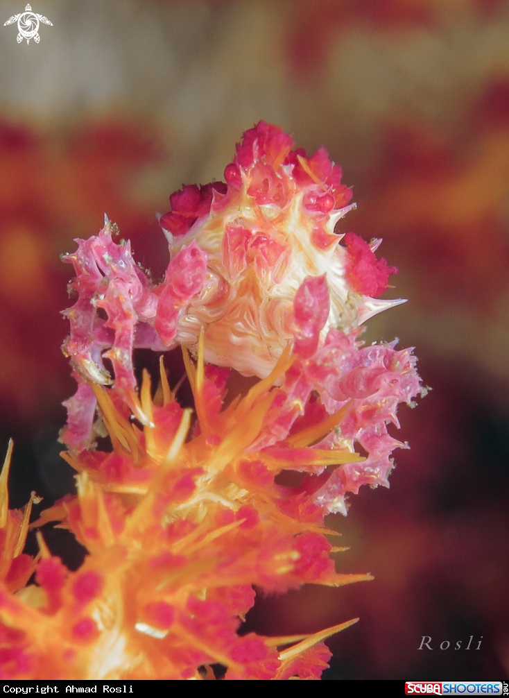 A Candy Crab
