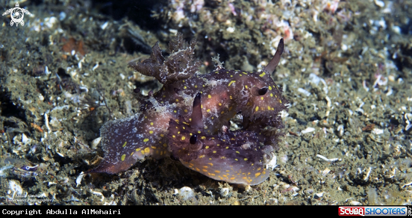 A Nudibranch