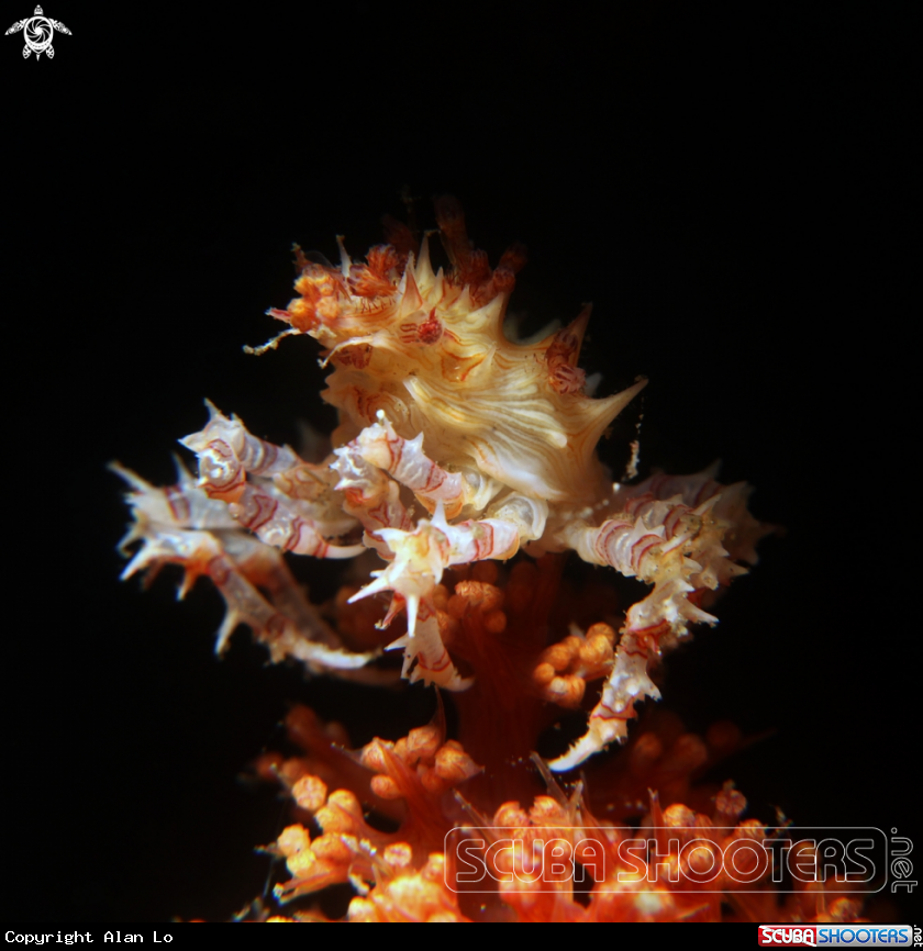 A candy crab