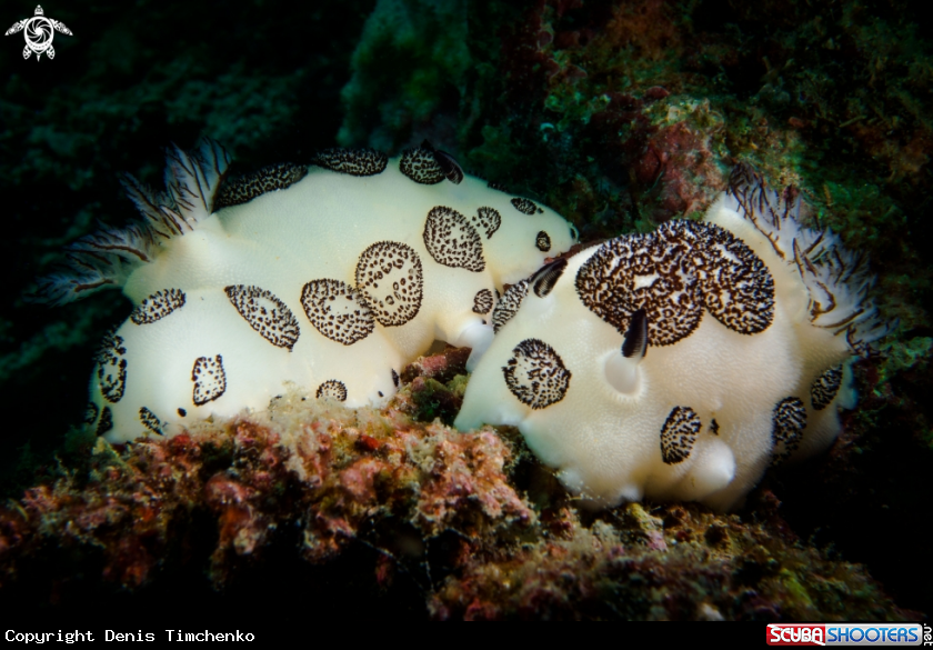 A NUDIBRANCH