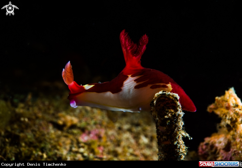 A NUDIBRANCH