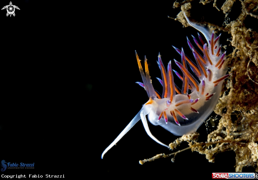A Cratena Peregrina