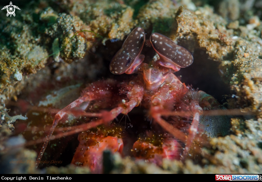 A Arthropods