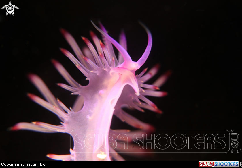 A nudibranch