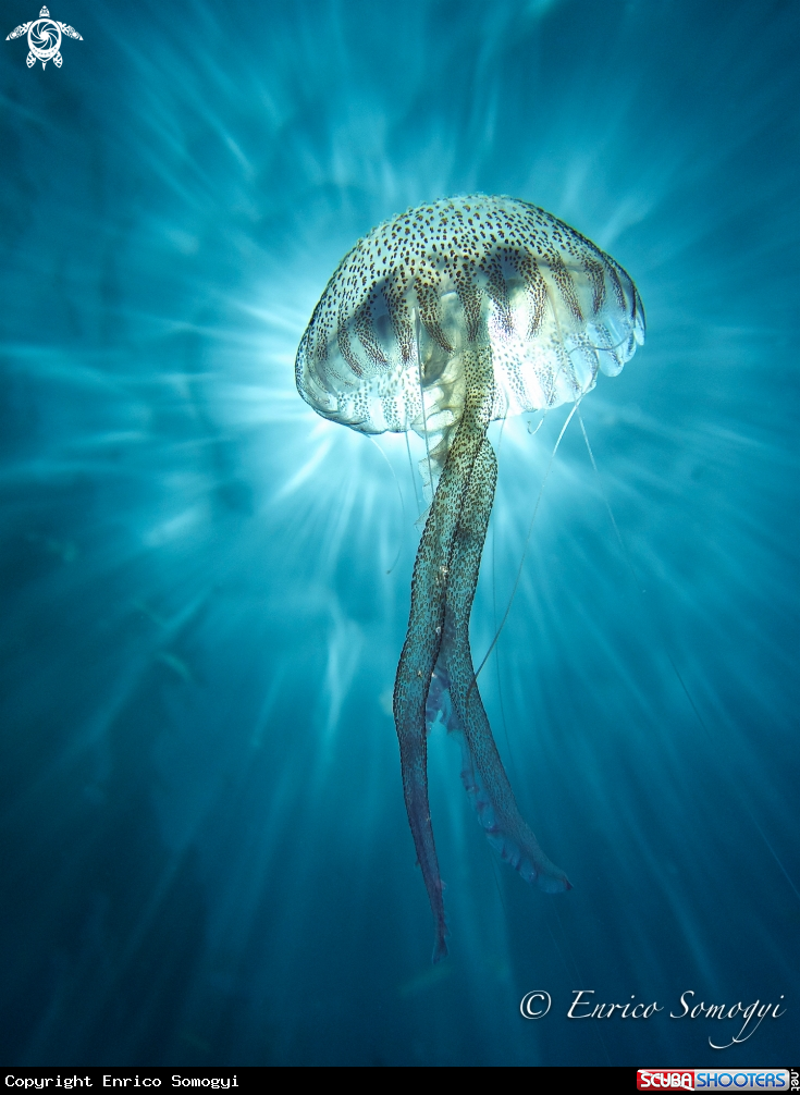 A Jellyfish