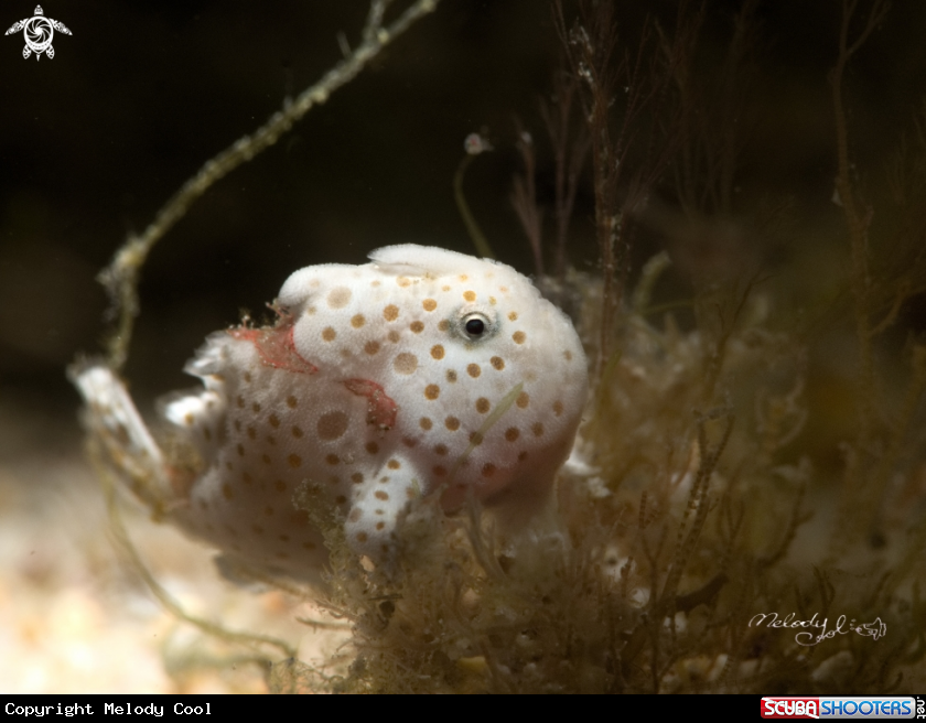 A Frogfish
