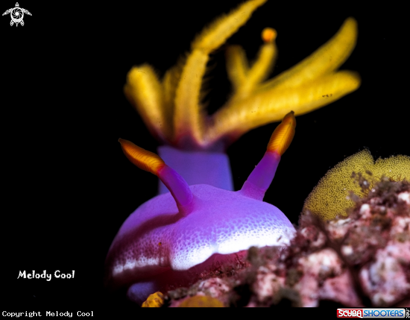 A Nudibranch