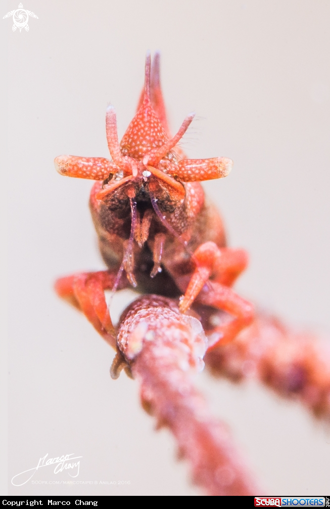 A Shrimp