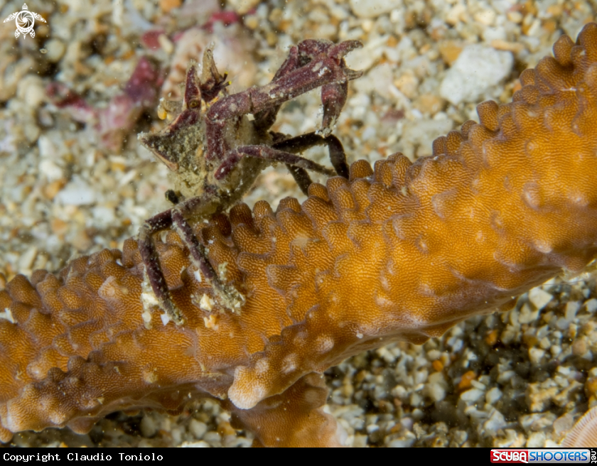 A Crab