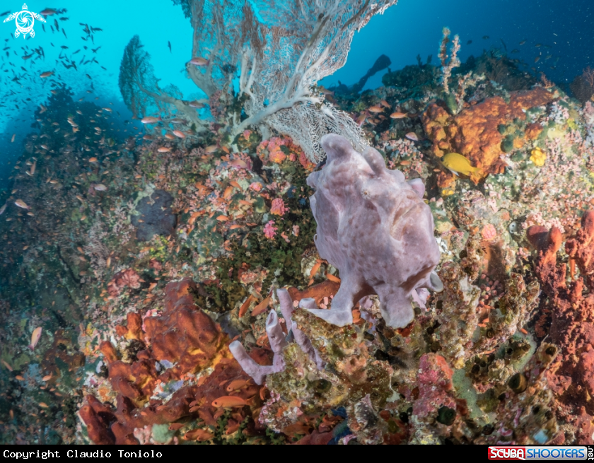 A Frogfish