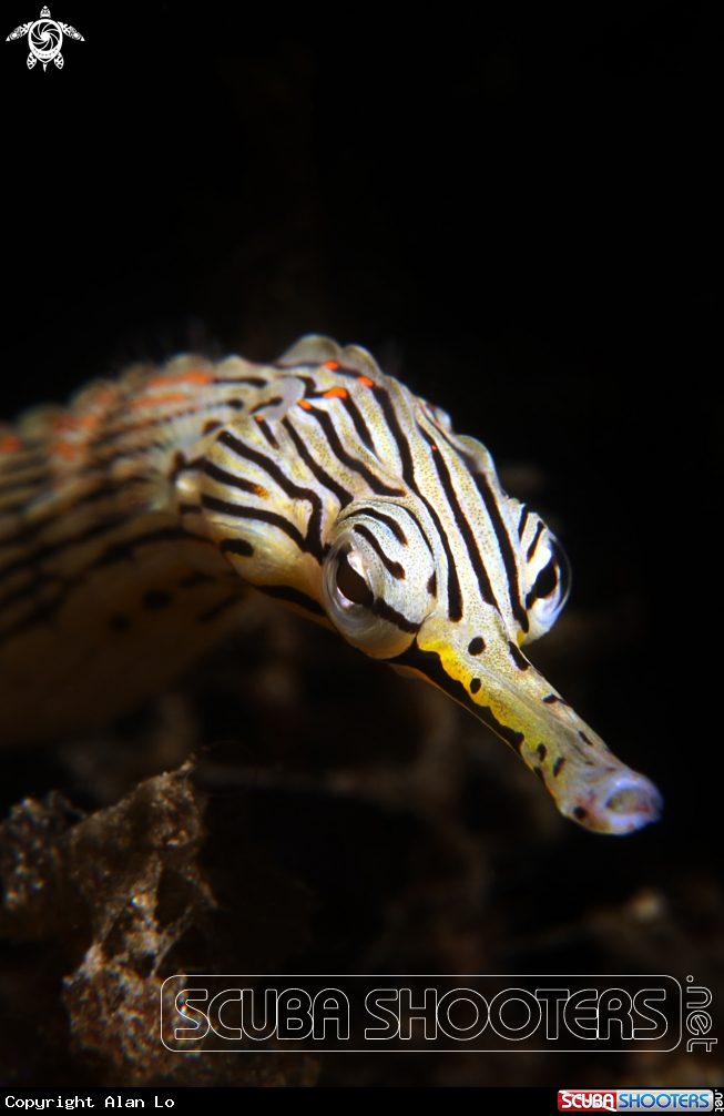 A pipefish