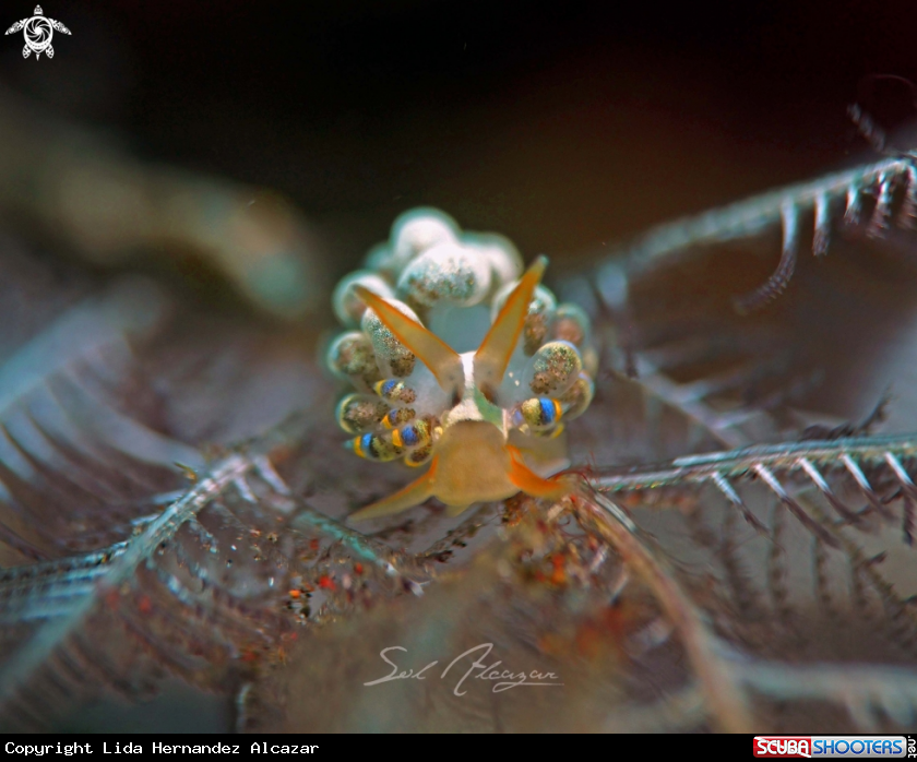 A cuthona sp