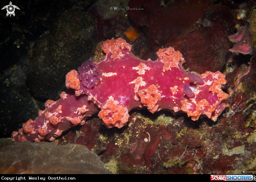 A Miamira moloch nudibranch