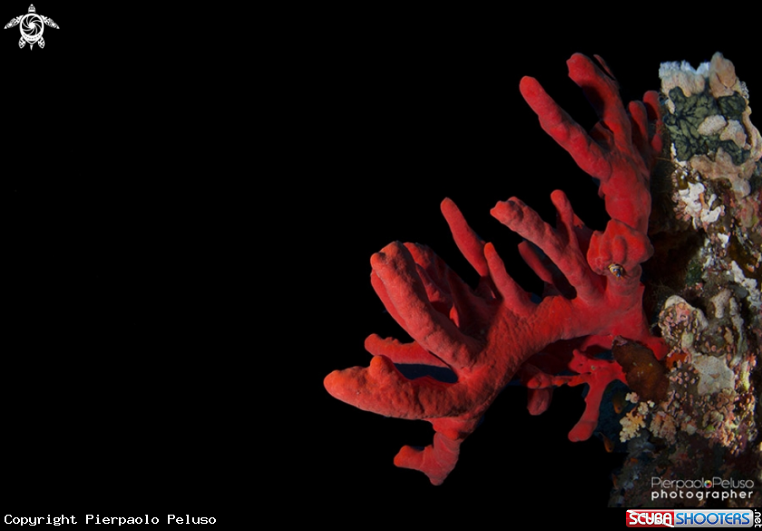 A Red Sponge
