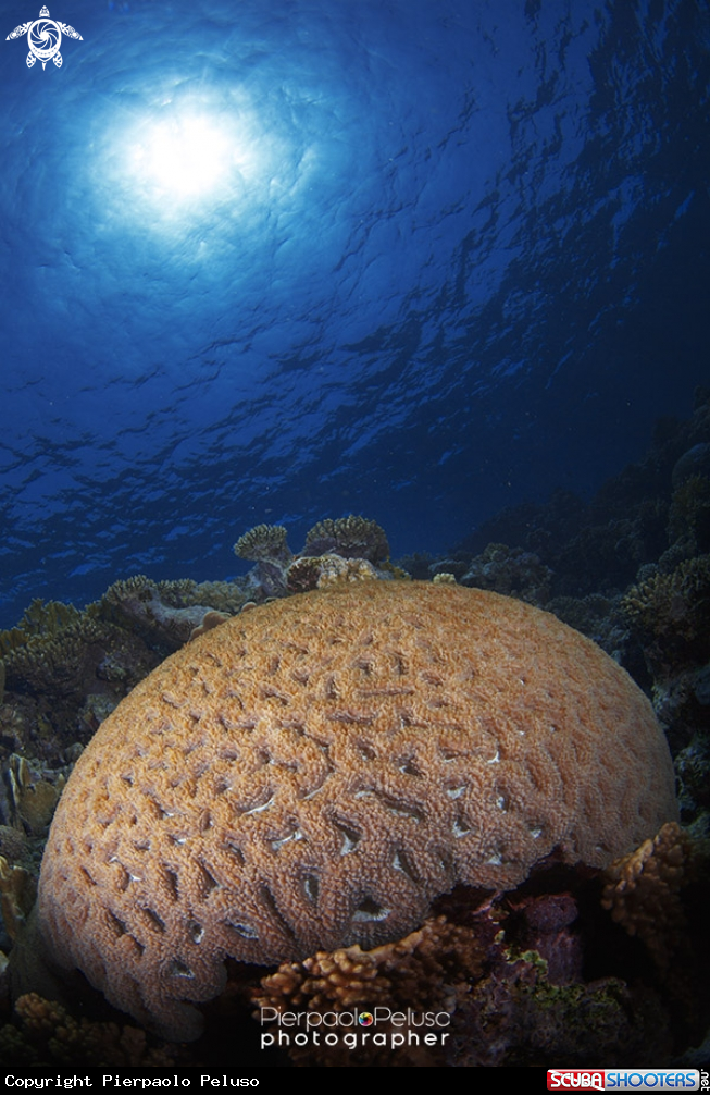 A Brain Coral