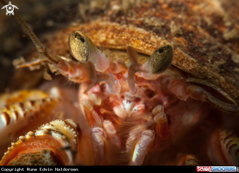 A Hermit Crab