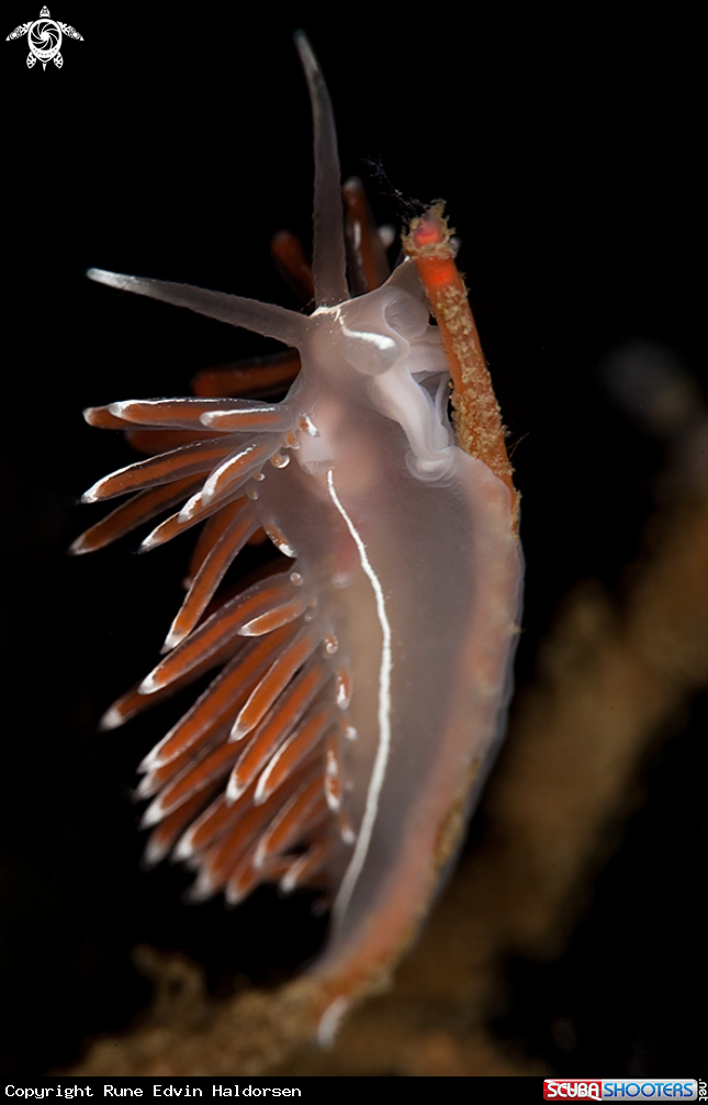 A Flabelina lineata