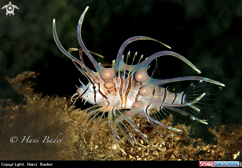 A lionfish