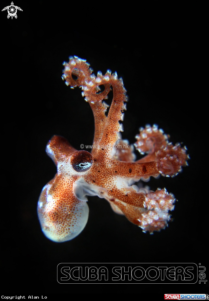 A octopus
