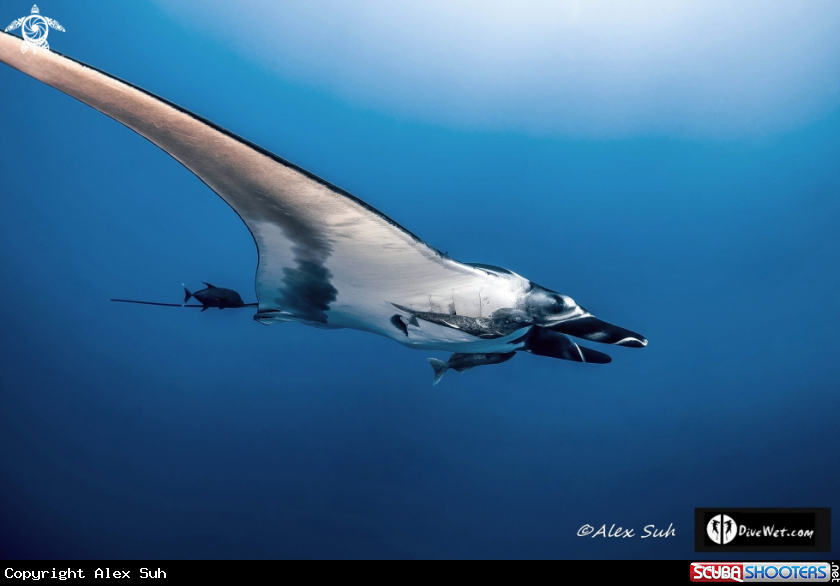 A Giant Pacific Manta