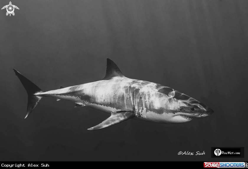A Great White Shark