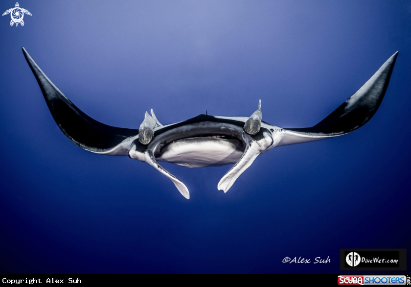 A Giant Pacific Manta