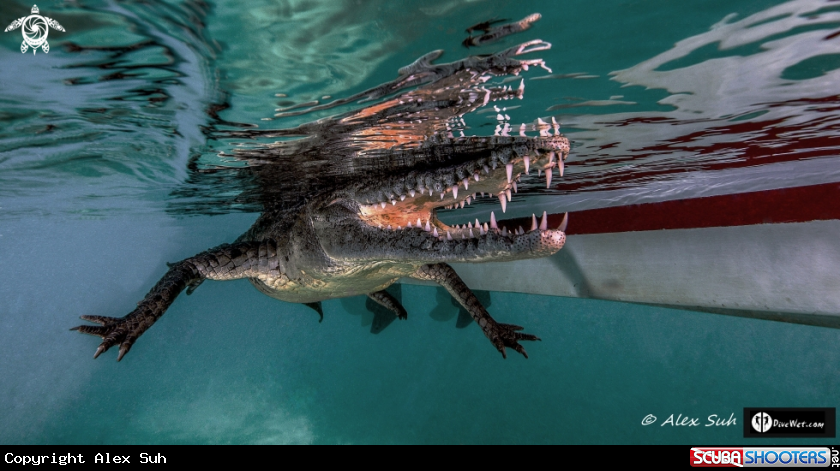 A American Crocodile