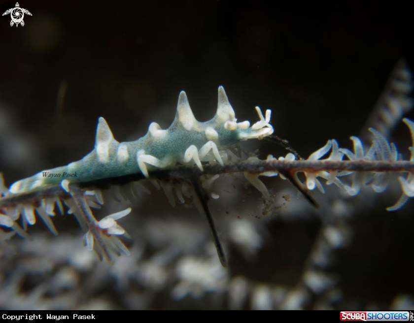 A Dragon Shrimp