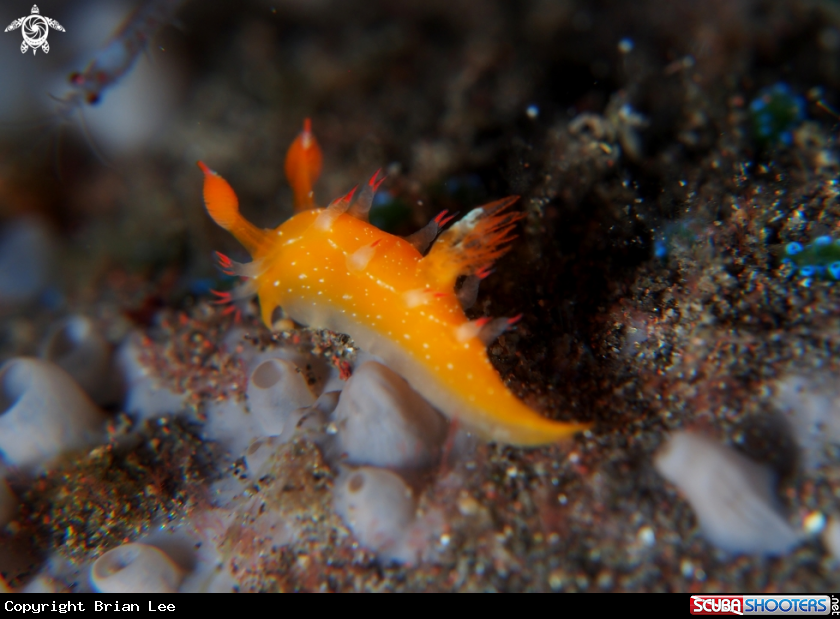 A Nudibranch