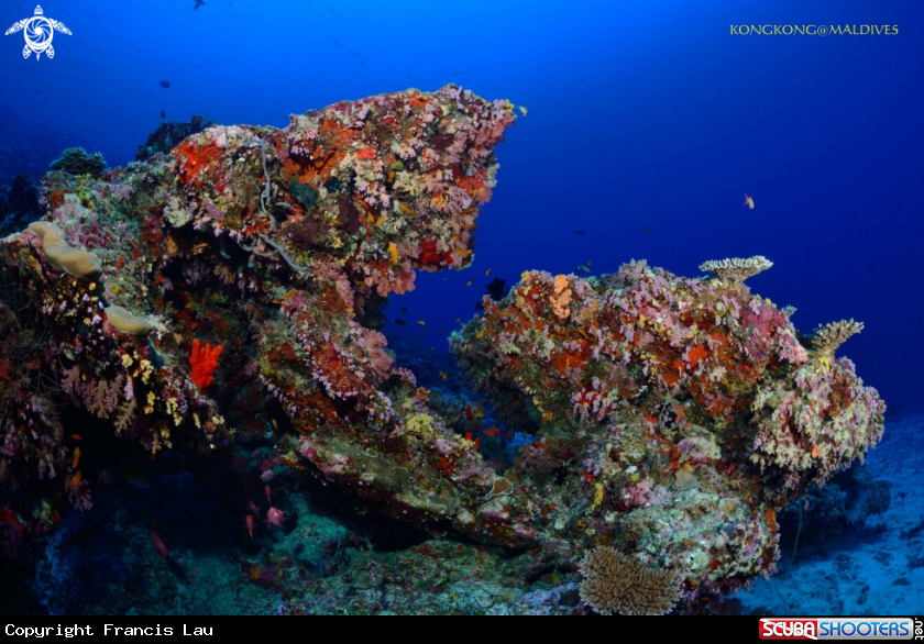 A Hard Coral