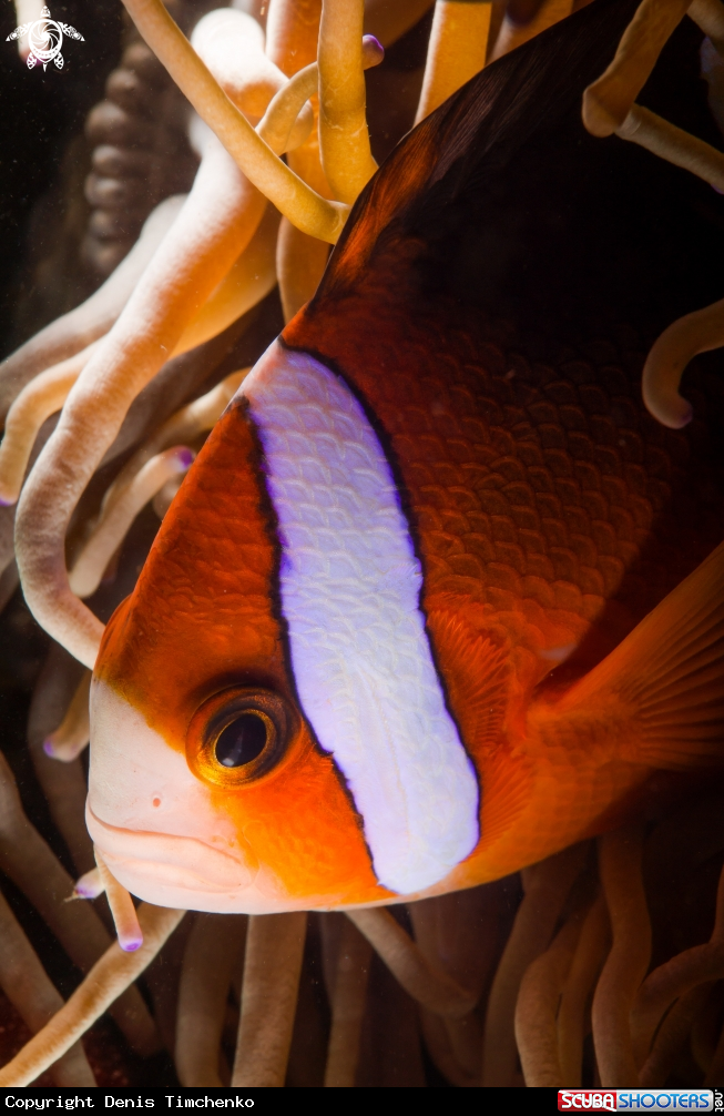 A FISH