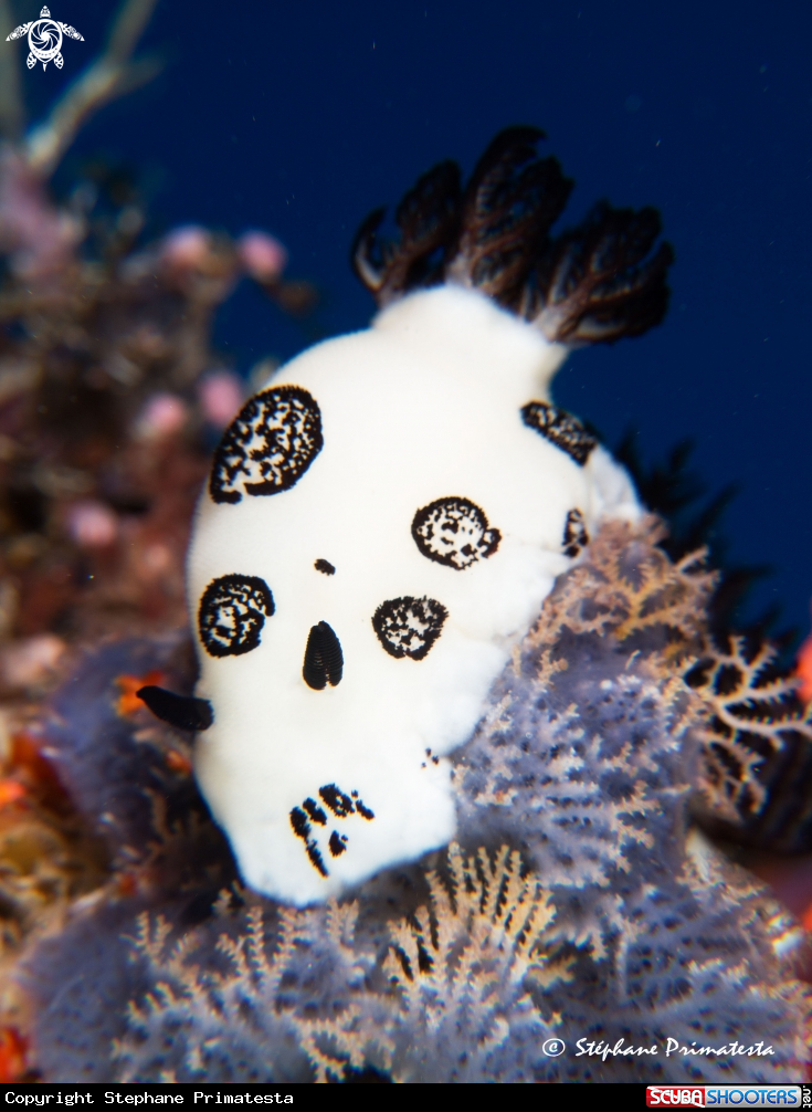 A Jorunna funebris