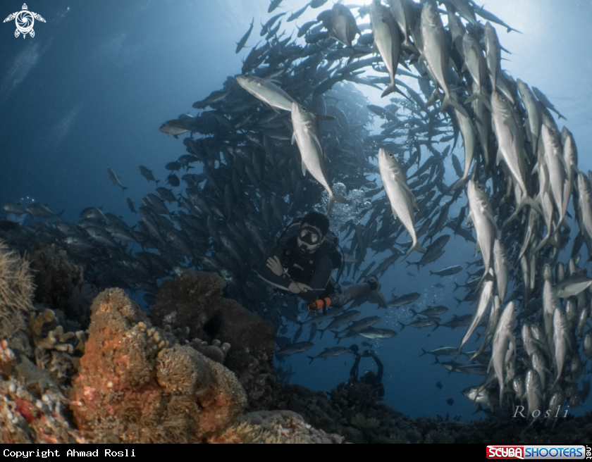 A Jack Fish