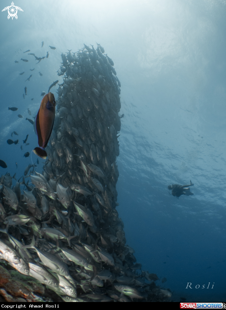 A Jack Fish