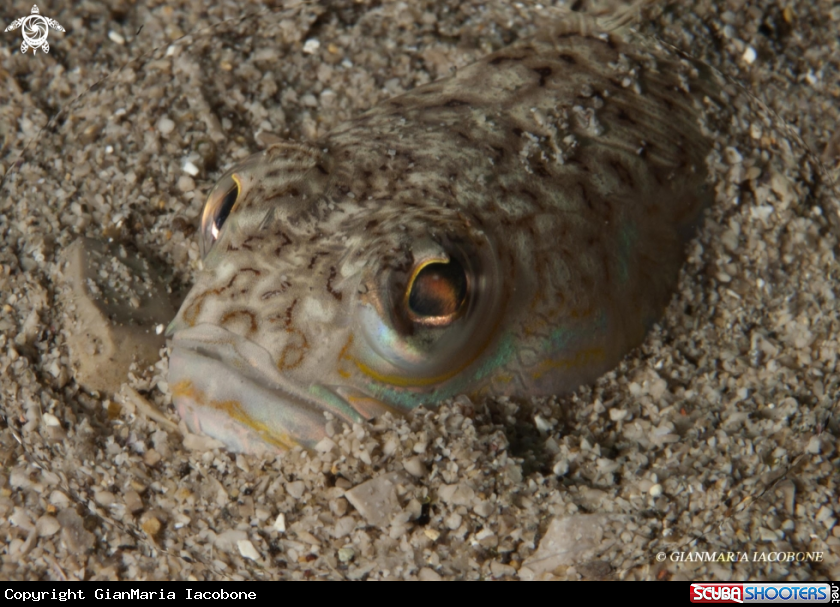 A Trachinus Draco