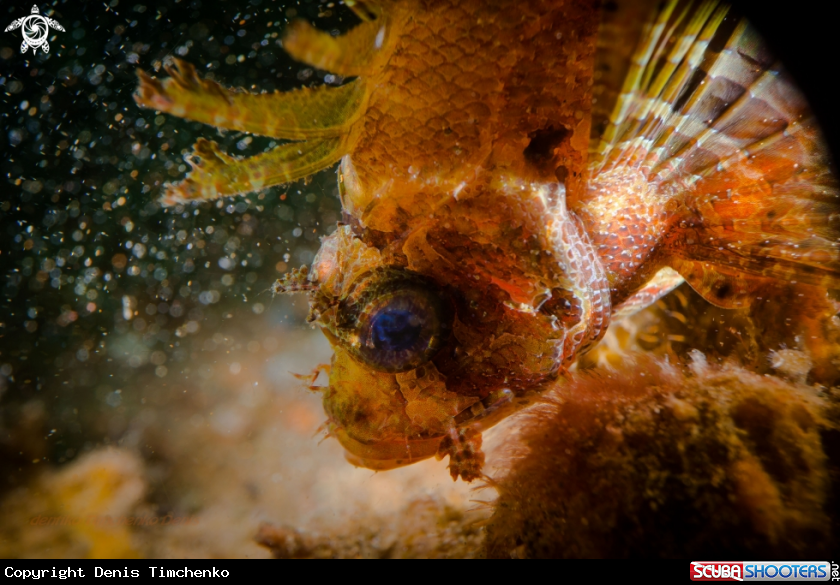 A FISH