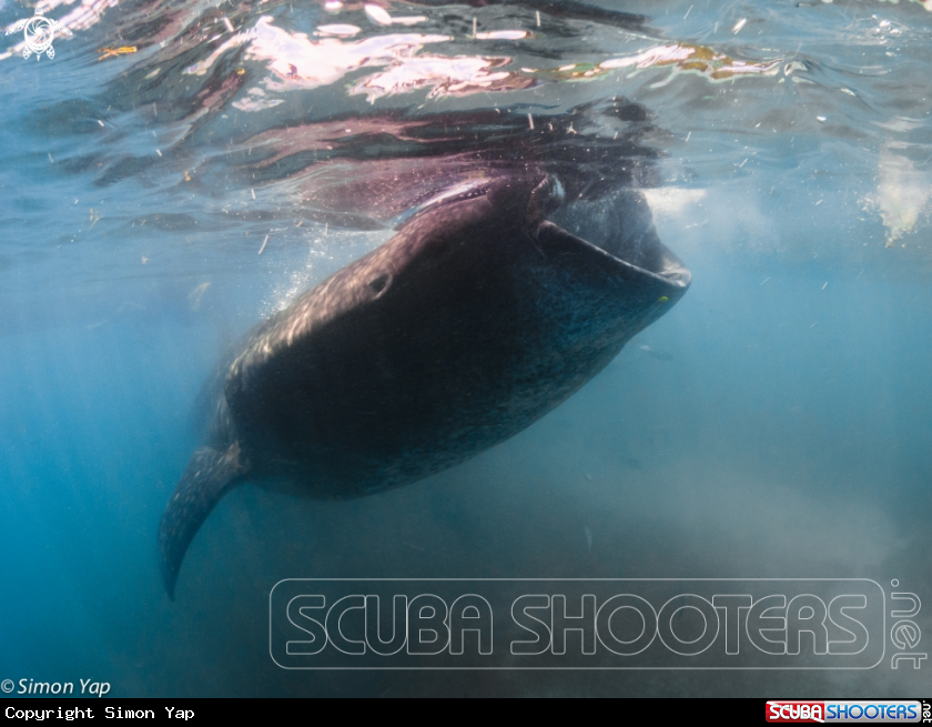 A Whale shark