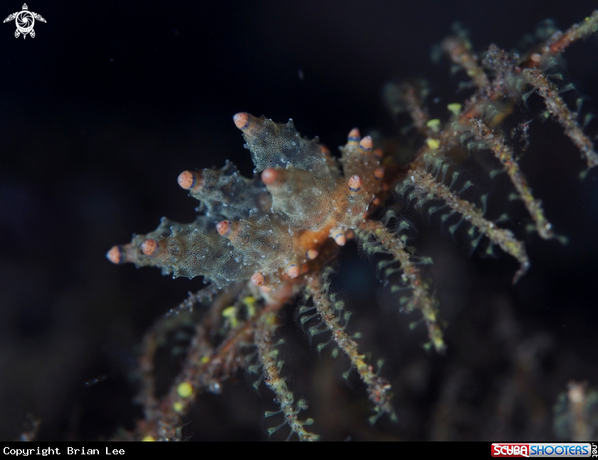 A Nudibranch