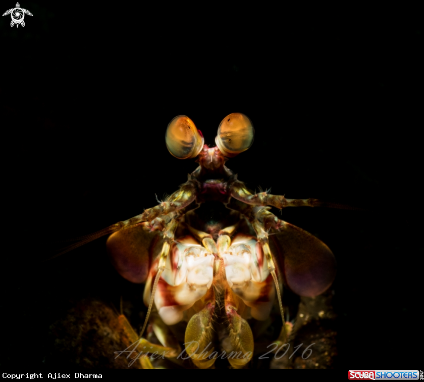 A Mantis shrimp