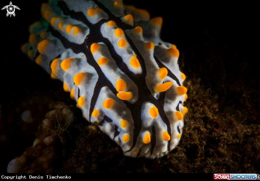 A NUDIBRANCH