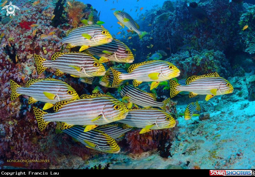 A Yellow Sweetlips