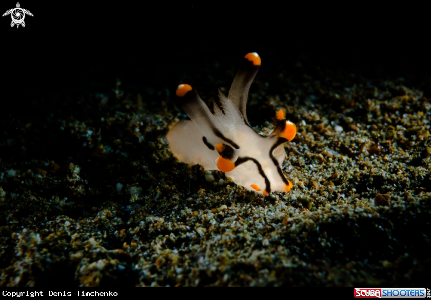 A NUDIBRANCH