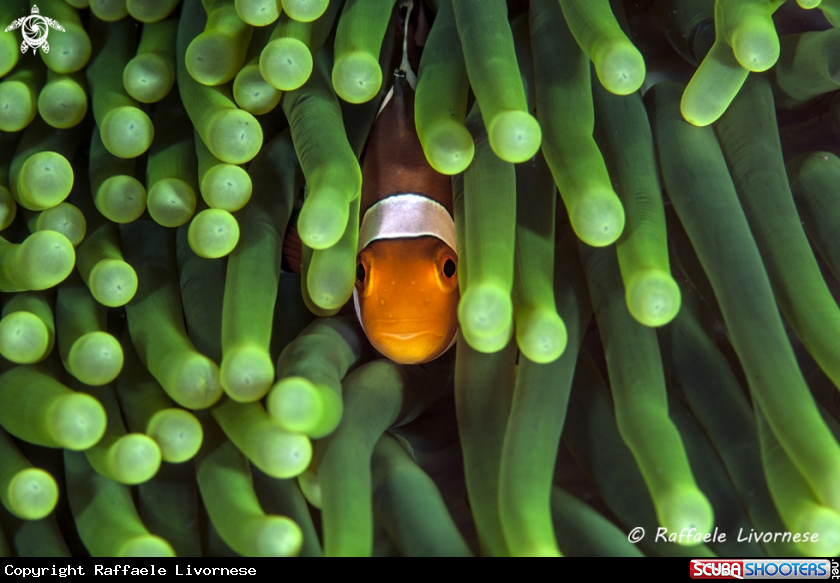 A Clownfish